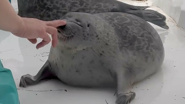 顔をムギューとする様子。その2（提供と撮影：ガッチリカさん）