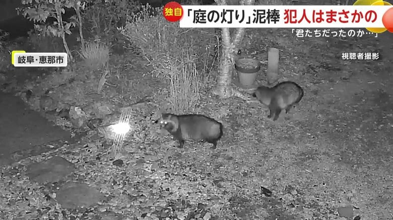 周囲をうかがう個体（右）とライトに接近する個体（左）