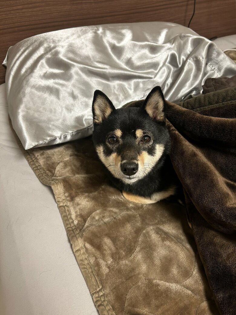 提供：豆柴ごま娘さん