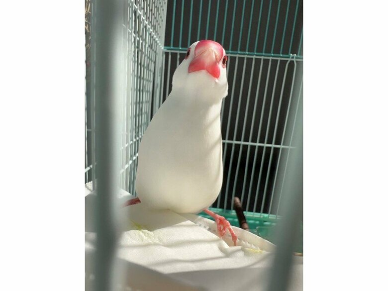 ところてんくん