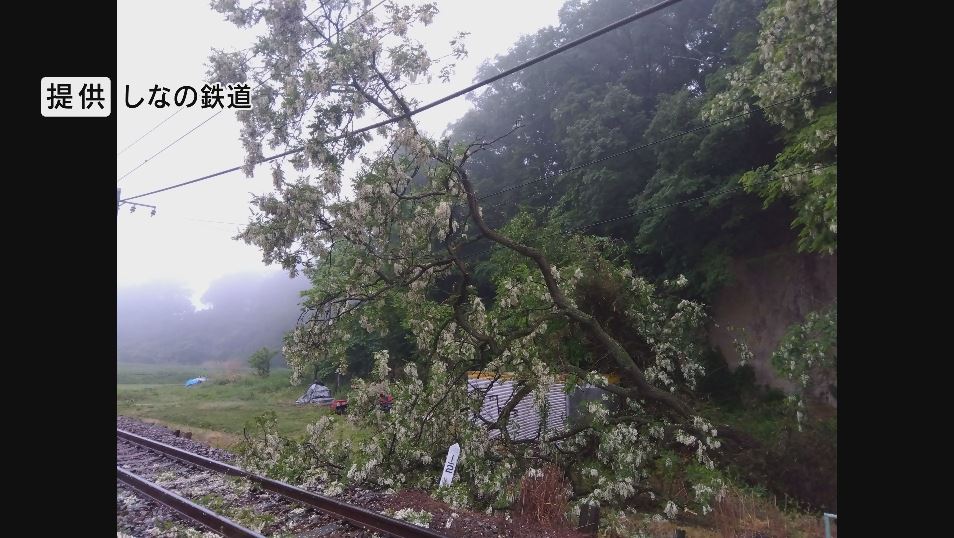 木が倒れ架線にかかる…しなの鉄道は軽井沢―小諸間で一時運転見合わせ　通勤通学の足に影響　