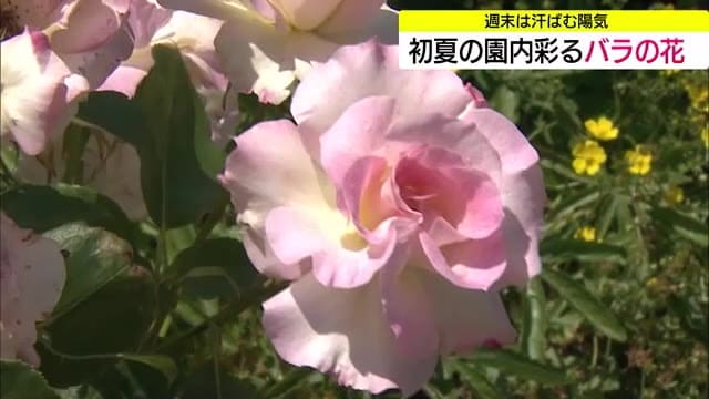 開園から10年…夫婦で手作り整備のバラ園 一番花が見頃 初夏の風景彩る（鳥取・米子市）