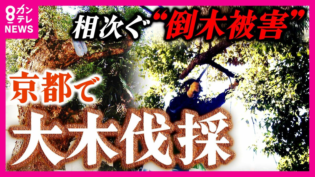 高度成長期に植えられた老木 倒木被害が全国で1日14本 街のシンボル