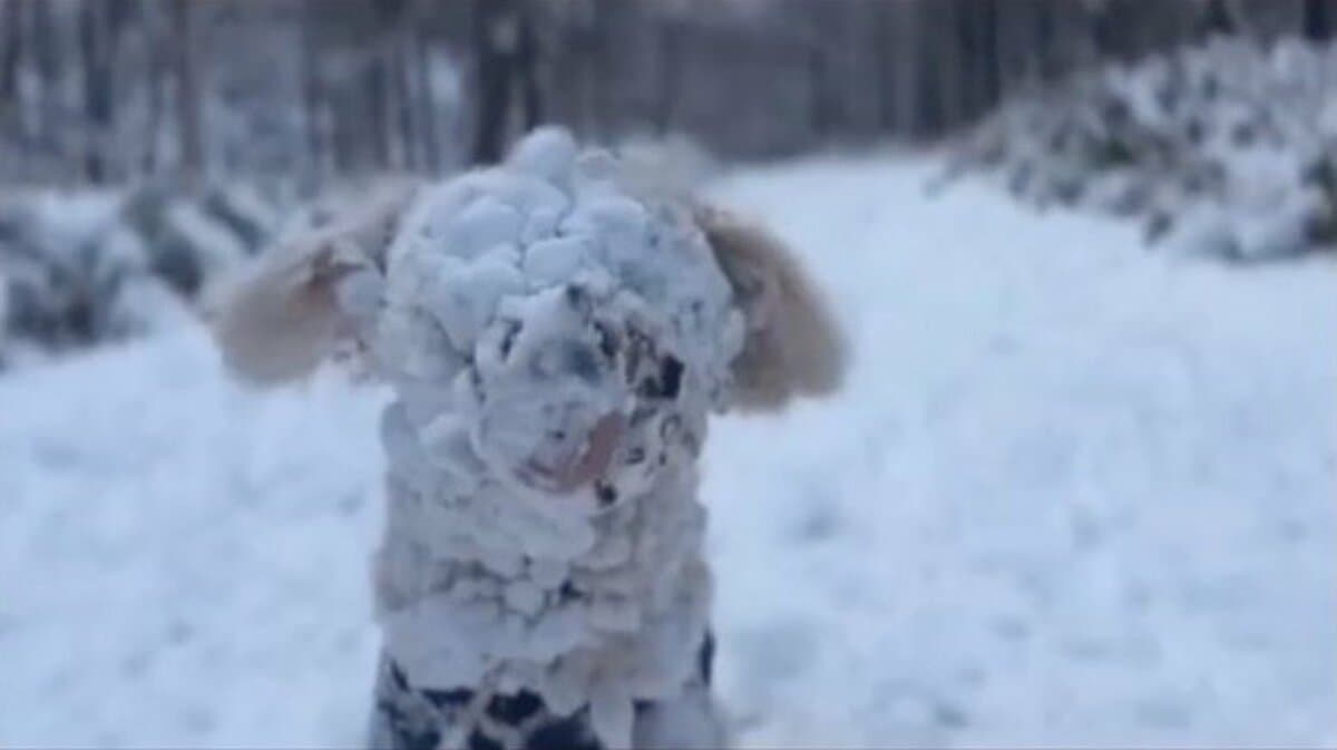 見えてますか…」冬を満喫する“雪遊びの天才”犬の姿に爆笑…顔が“雪玉