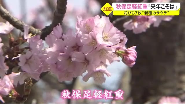 秋保足軽紅重 来年こそは 花びら７枚 新種のサクラ 仙台市
