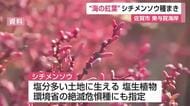 海の紅葉「シチメンソウ」来年に向けて約7キロ種まき【佐賀県】