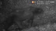 街中の山林に居着いた？林道に相次いでクマ出没_同一個体か？2時間の間に2度カメラに…住宅街まで600ｍ、周辺にさっぽろ羊ヶ丘展望台などの観光施設も_札幌市などで注意呼びかけ〈札幌市豊平区〉