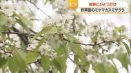 世界にここだけ！　ミヤマカスミザクラ見ごろ　緑の葉にかれんな白い花びらが映える　山形市・野草園