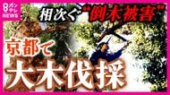 高度成長期に植えられた老木　倒木被害が全国で1日14本　街のシンボル“巨大クスノキ”の最期
