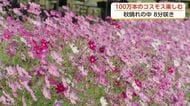 100万本のコスモスウォッチング開幕　「青空とピンクと白が本当にきれいに映えている」　富山・砺波市