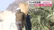 西風強くなる季節を前にヤシの冬支度“コモかけ”　寒さと潮風による塩害から守るため