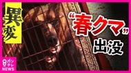 “春のクマ”に異変　「冬眠入りが遅く・冬眠明けは早い」暖冬の影響でクマの生活リズムに“乱れ”　クマの影響で“開園できない”観光地も