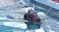 ノットゥルノも水中トレーニング　JRA競走馬リハビリテーションセンターでプール調教始まる　福島