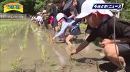 「おいしいお米になってほしい」日南市・酒谷小学校で田植え体験