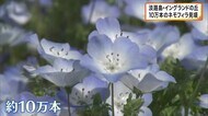 青い絨毯のように咲き誇る　10万本の「ネモフィラ」見ごろ　イン…