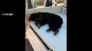 青森で初の緊急猟銃　八戸の住宅街に体長1メートルのツキノワグマ　4月から出没警報