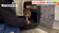 【▶動画はこちら】熊本市動植物園の〈アイドル〉レッサーパンダの『杏香』愛知へ 多くのファンが見送る