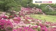 西山公園で5万株のツツジが満開　気温高い日が続き例年より5日早く咲き始める　5月3日から「さばえつつじまつり」　福井