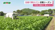 島の安定的な収入得られる農作物「葉タバコ」　五島で収穫シーズン　農家は作業に追われる