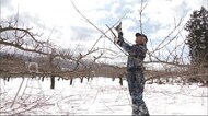 大雪に負けない!おいしい実りを迎えるために…作業急ピッチ 秋田・鹿角市