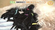 幸せと感動届ける!9匹のあかちゃんワンコ【どうぶつのカンパネラ】静岡市清水区