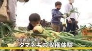 人吉市の小学生がタマネギの収穫体験(熊本)