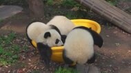 元気いっぱいの赤ちゃんパンダ 中国・重慶市