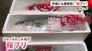 〈にいがた新鮮組〉 “桜ブリ”の水揚げピーク 特長は上質な脂とすっきりとした味わい♪