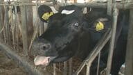 連日の猛暑で乳牛に異変…暑さで16頭が死ぬ　エサ食べず乳量も減少 ｢眠ることさえできない｣