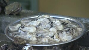 生カキきょうから出荷解禁 海水温上昇で2週間遅れ