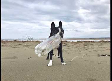 拾ったペットボトルは3000本超…高知の海岸でプラごみ“お掃除犬”が活躍中!