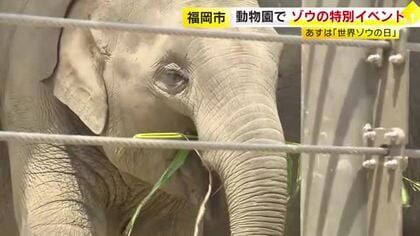 8月12日「世界ゾウの日」を前に　福岡市動物園でゾウの特別イベント　飼育員が子供たちに解説　9月12日まで毎週土曜日は「夜の動物園」も