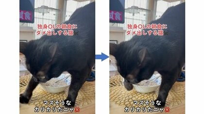 「切ないです」飼い主の朝食に“砂かけ”でダメ出しする猫が面白い…なぜこんな行動? 獣医師に聞いてみた｜FNNプライムオンライン