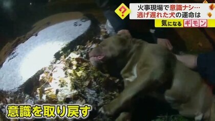 火災現場で逃げ遅れ…意識なかった5歳の飼い犬　警察官が「心臓マッサージ」で命救う　米・イリノイ州