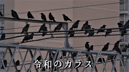 【なぜ大量に】JR長野駅架線に“令和のカラス”大集結の理由…専門家「天敵のいない明るい場所が快適だと最近学習した」