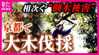 高度成長期に植えられた老木　倒木被害が全国で1日14本　街のシンボル“巨大クスノキ”の最期