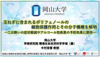 【岡山大学】玉ねぎに含まれるポリフェノールの細胞保護作用とその分子機構を解明~二日酔いの症状軽減やアルコール性疾患の予防効果に期待~