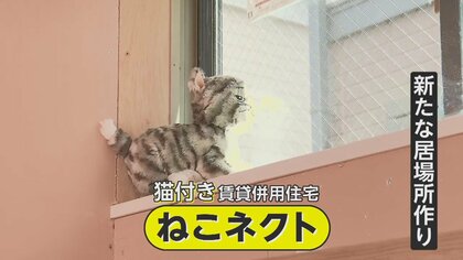 保護猫に居場所を…新たな飼い方「預かり入居」で変わる猫との生活