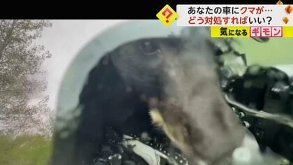 【車の中にクマ】手でドアを開け森へ逃がす　専門家は“身の安全を確保し何もせず警察に通報”を推奨　米・コロラド