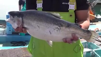 「自信をもって売れる」嶺南で養殖のブランド魚「ふくいサーモン」出荷始まる　5月末までに75トンの出荷見込む