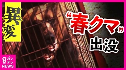 “春のクマ”に異変　「冬眠入りが遅く・冬眠明けは早い」暖冬の影響でクマの生活リズムに“乱れ”　クマの影響で“開園できない”観光地も
