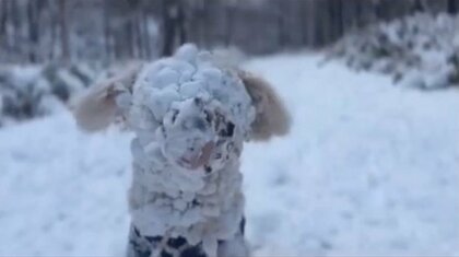 「見えてますか…」冬を満喫する“雪遊びの天才”犬の姿に爆笑…顔が“雪玉”だらけだけど大丈夫？いつものことなのか聞いた