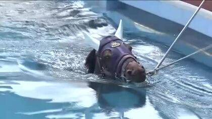 ノットゥルノも水中トレーニング　JRA競走馬リハビリテーションセンターでプール調教始まる　福島