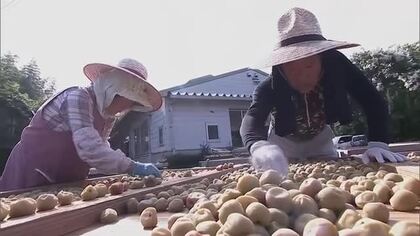 果肉たっぷりと生産者も味に太鼓判…津山市でウメの土用干し始まる　まろやかで味わい深い梅干しに【岡山】