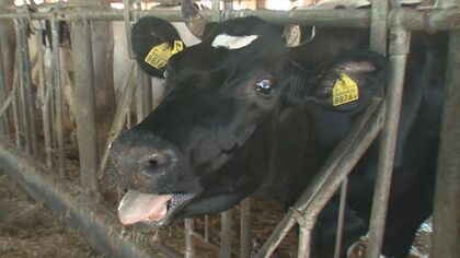 連日の猛暑で乳牛に異変…暑さで16頭が死ぬ　エサ食べず乳量も減少 ｢眠ることさえできない｣