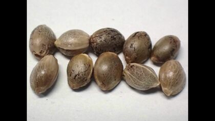 水着のポケットに隠した大麻のタネを麻薬探知犬が見逃さず！タイから密輸入しようとした男女3人を逮捕「ショップで40粒を約4万7000円で買った」＜北海道・新千歳空港＞