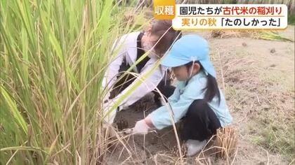 5月に植えた古代米が実りの秋 園児たちが慣れない鎌で稲刈り体験【佐賀県】