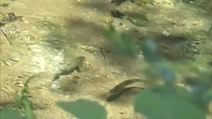 日本の名水百選「塩釜の冷泉」の涼しさに暑さを忘れ…かき氷で心も体もリフレッシュ【岡山・真庭市】