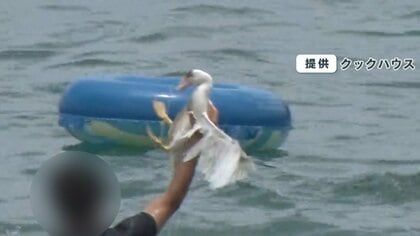  【虐待？伝統行事？】“アヒル取り競争”「糸満ハーレー」関係者を動物愛護法違反の疑いで書類送検・沖縄