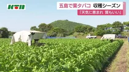 島の安定的な収入得られる農作物「葉タバコ」　五島で収穫シーズン　農家は作業に追われる